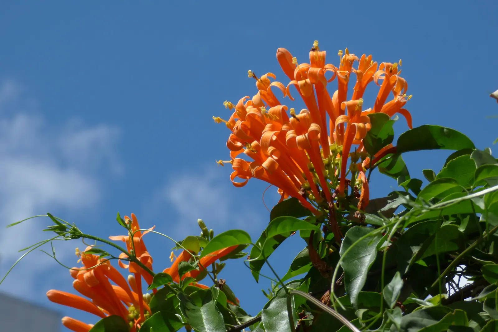 Flame Vine (Pyrostegia Venusta) — particularly during dry periods; flame Vine thrives in USDA hardiness zones 9b through 11.<br><br>Aside from its, image 136