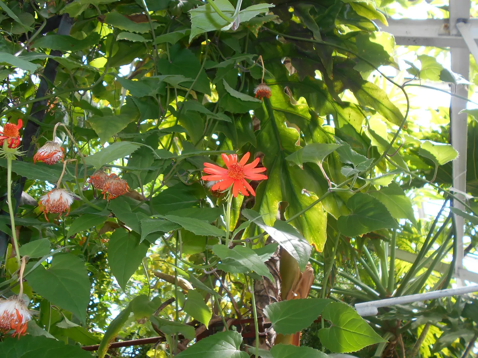 Flame Vine (Pyrostegia Venusta) — vine for full or half; all with minimal care requirements once settled into its environment, image 72