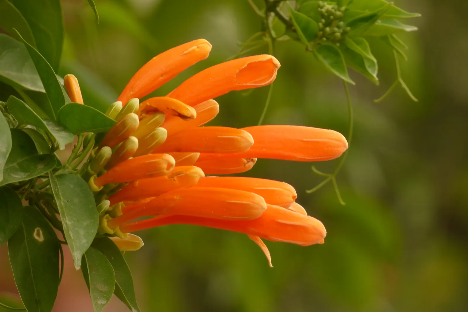 Flame Vine (Pyrostegia Venusta) — though it is drought-tolerant once established; as it's a favorite of hummingbirds and butterflies.<br><br>In, image 161