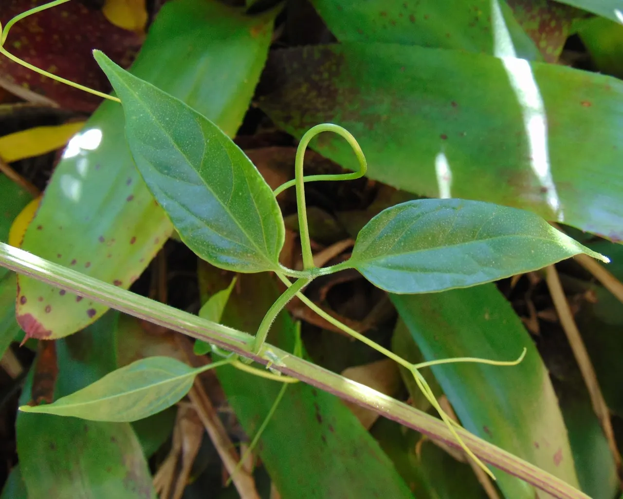 Flame Vine (Pyrostegia Venusta) — Pruning after the blooming season can control growth and promote health; this vine prefers well-drained soil and, image 162