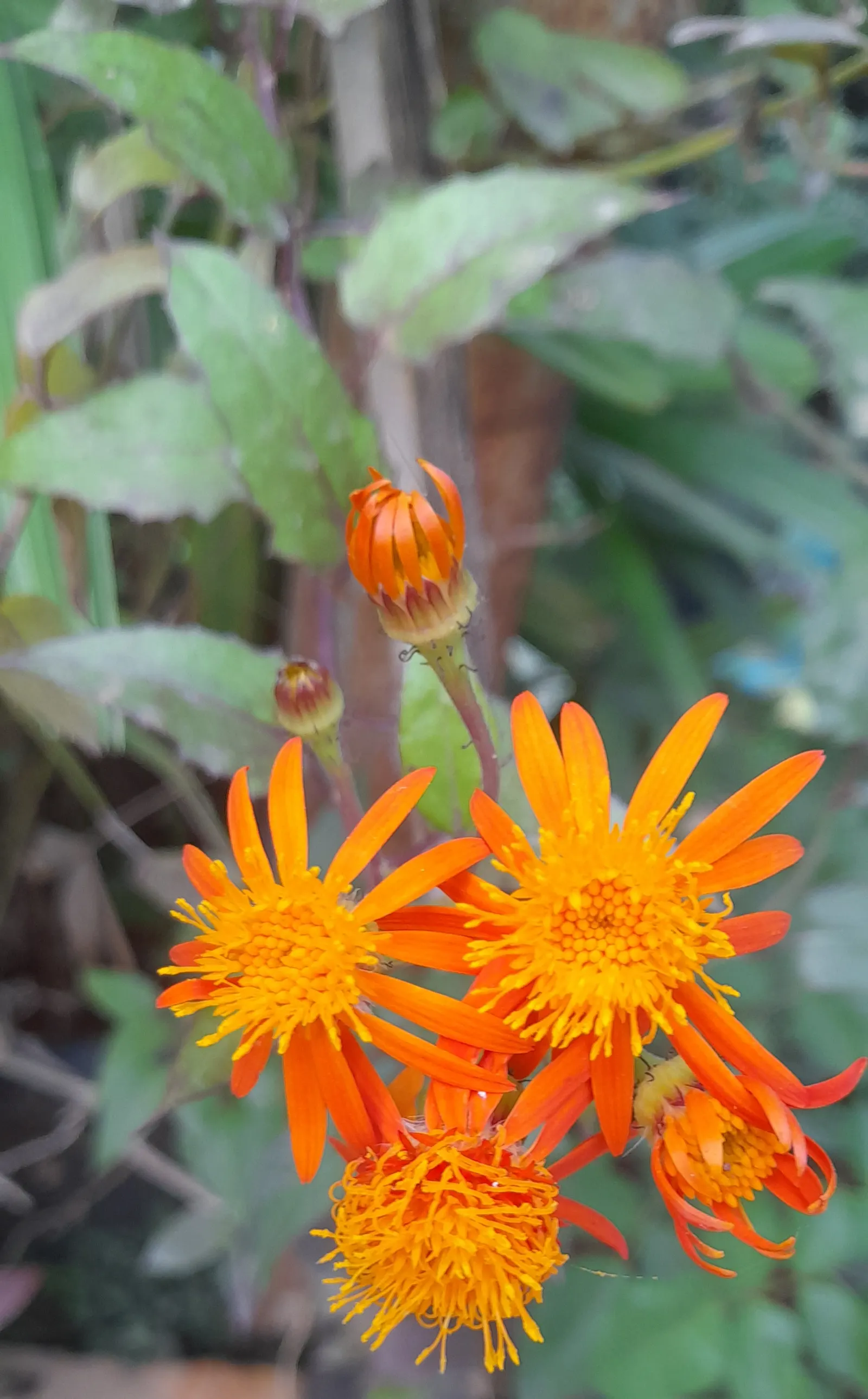 Flame Vine (Pyrostegia Venusta) — This plant is an excellent option for gardeners looking to attract pollinators; the Flame Vine is unmatched