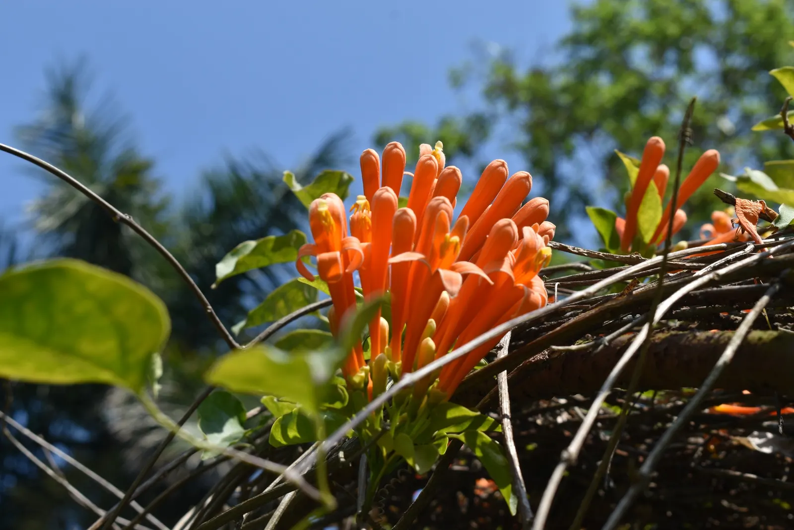 Flame Vine (Pyrostegia Venusta) — particularly during dry periods