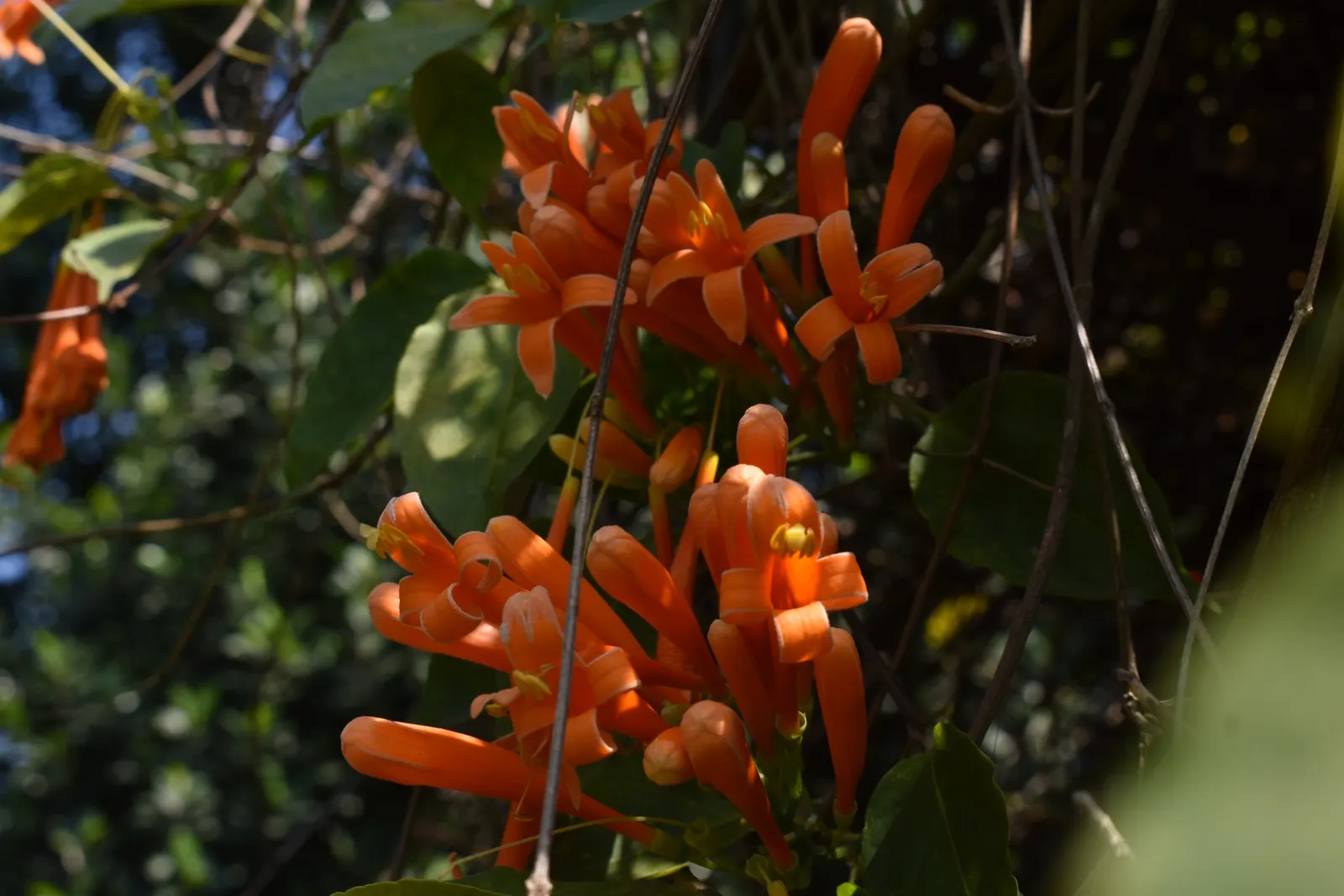 Flame Vine (Pyrostegia Venusta) — especially from late fall to early spring; adding vibrant warmth to any landscape, image 152