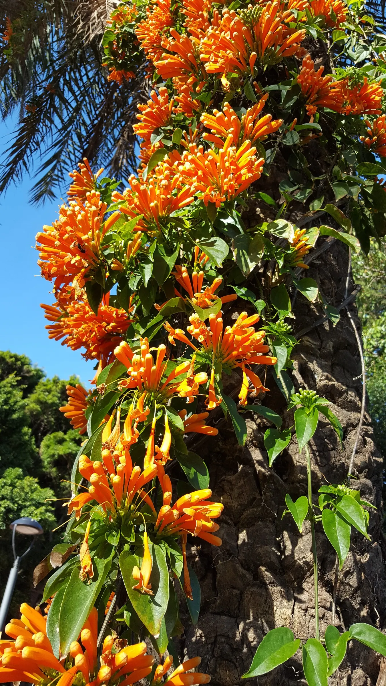 Flame Vine (Pyrostegia Venusta) — vine for full or half; all with minimal care requirements once settled into its environment, image 120