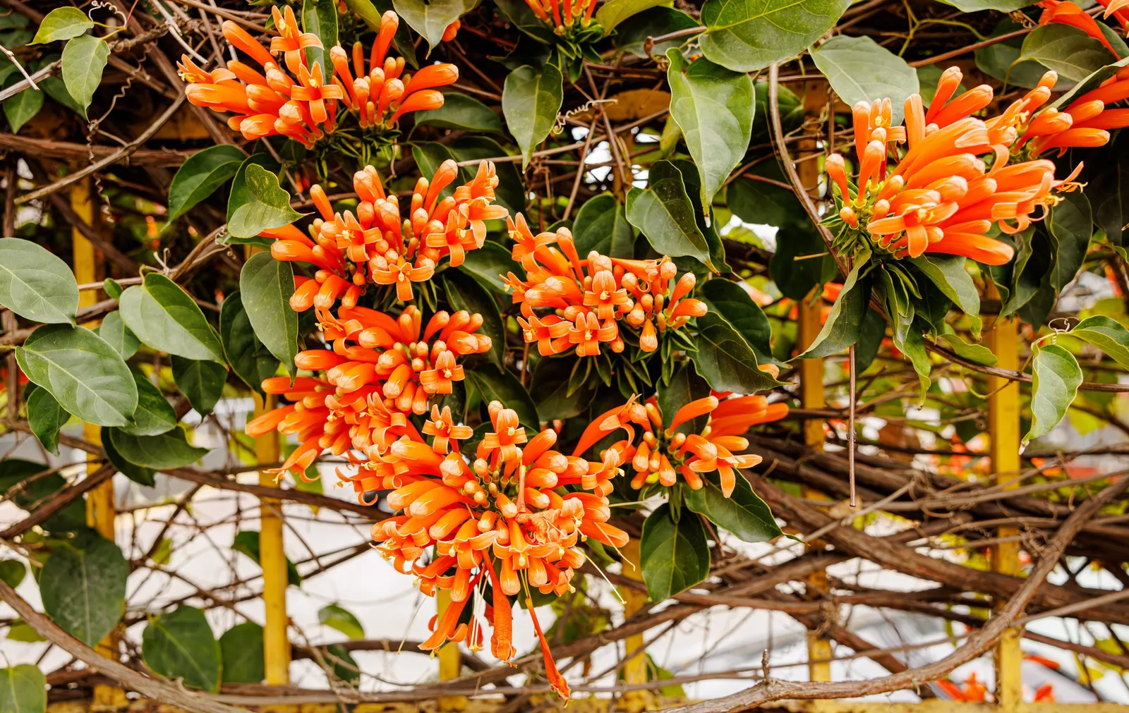 Flame Vine (Pyrostegia Venusta) — Pruning after the blooming season can control growth and promote health; this vine prefers well-drained soil and, image 66
