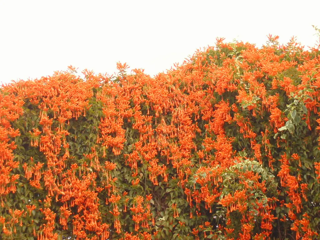 Flame Vine (Pyrostegia Venusta) — though it is drought-tolerant once established; as it's a favorite of hummingbirds and butterflies.<br><br>In, image 113