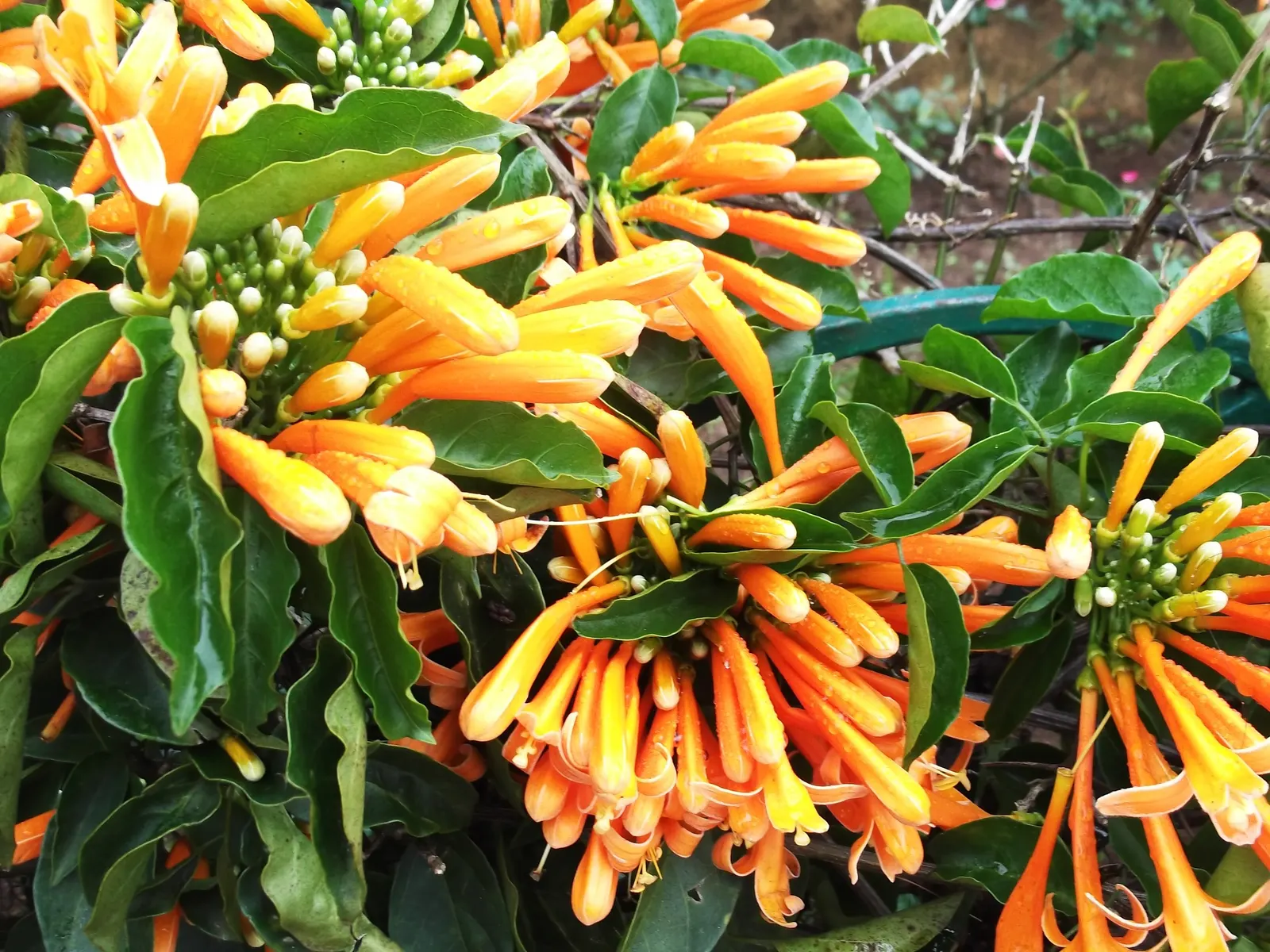 Flame Vine (Pyrostegia Venusta) — vine for full or half
