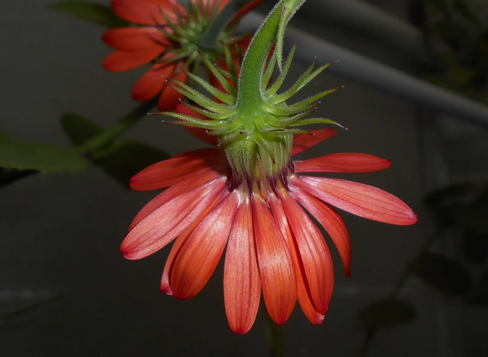 Flame Vine (Pyrostegia Venusta) — the Flame Vine is unmatched; this plant is an excellent option for gardeners looking to attract pollinators, image 106