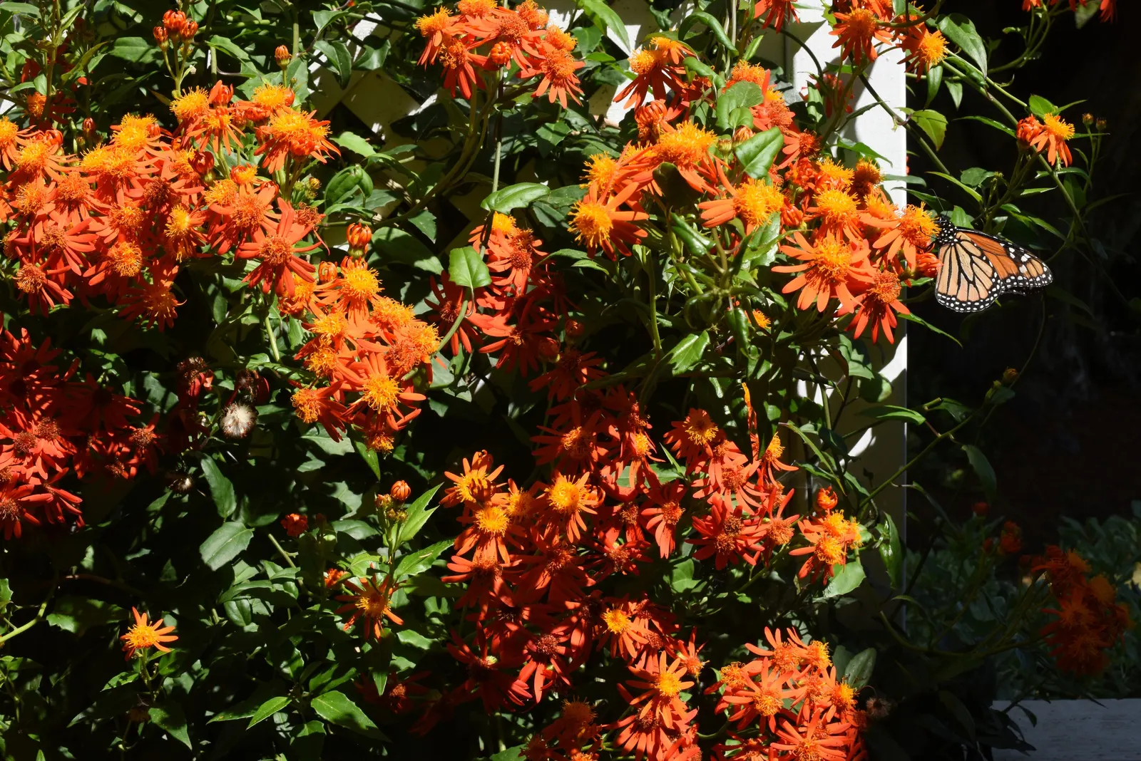 Flame Vine (Pyrostegia Venusta) — The Flame Vine (Pyrostegia venusta) is a stunning; it prefers well-drained soil with regular watering, image 78