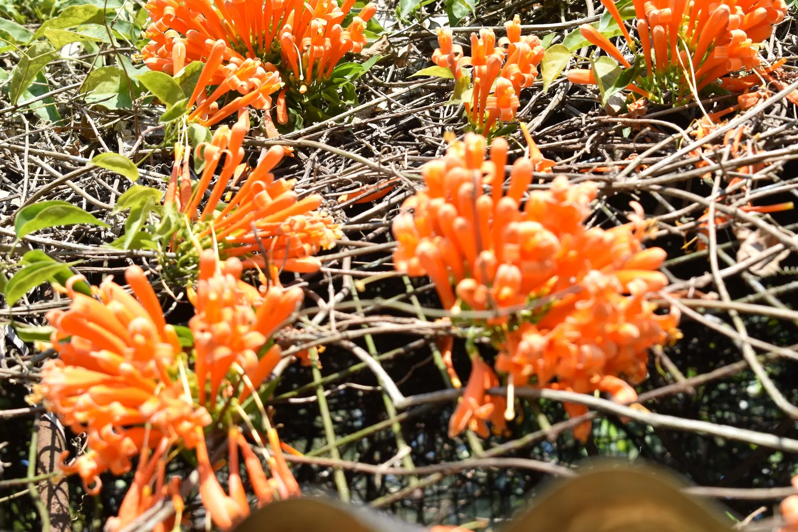 Flame Vine (Pyrostegia Venusta) — particularly during dry periods; flame Vine thrives in USDA hardiness zones 9b through 11.<br><br>Aside from its, image 160