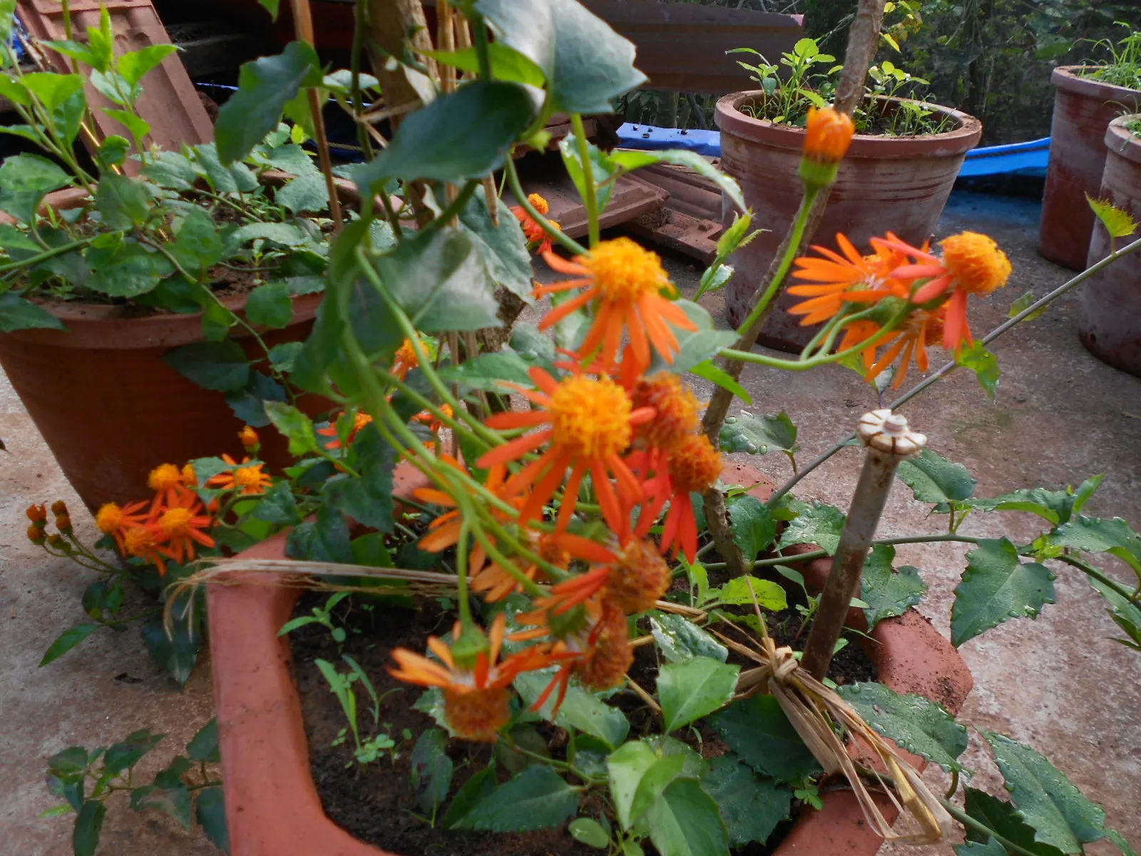 Flame Vine (Pyrostegia Venusta) — such as pergolas or fences; full sun exposure encourages optimal blooming, image 107