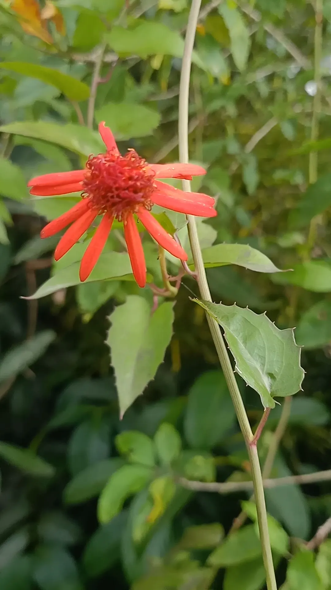 Flame Vine (Pyrostegia Venusta) — adding vibrant warmth to any landscape