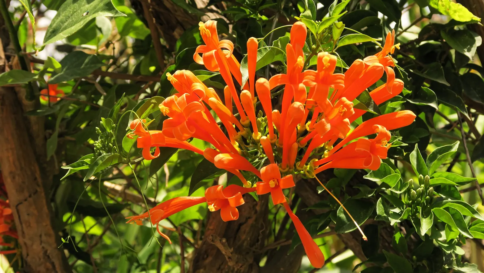 Flame Vine (Pyrostegia Venusta) — This vine prefers well-drained soil and moderate watering; pruning after the blooming season can control growth, image 75