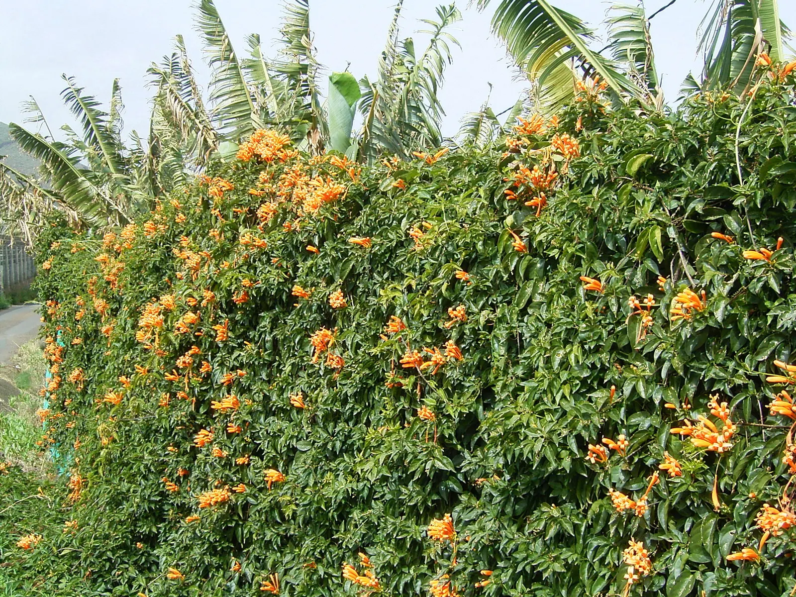 Flame Vine (Pyrostegia Venusta) — vine with orange blooms; the Flame Vine is relatively low-maintenance, image 71