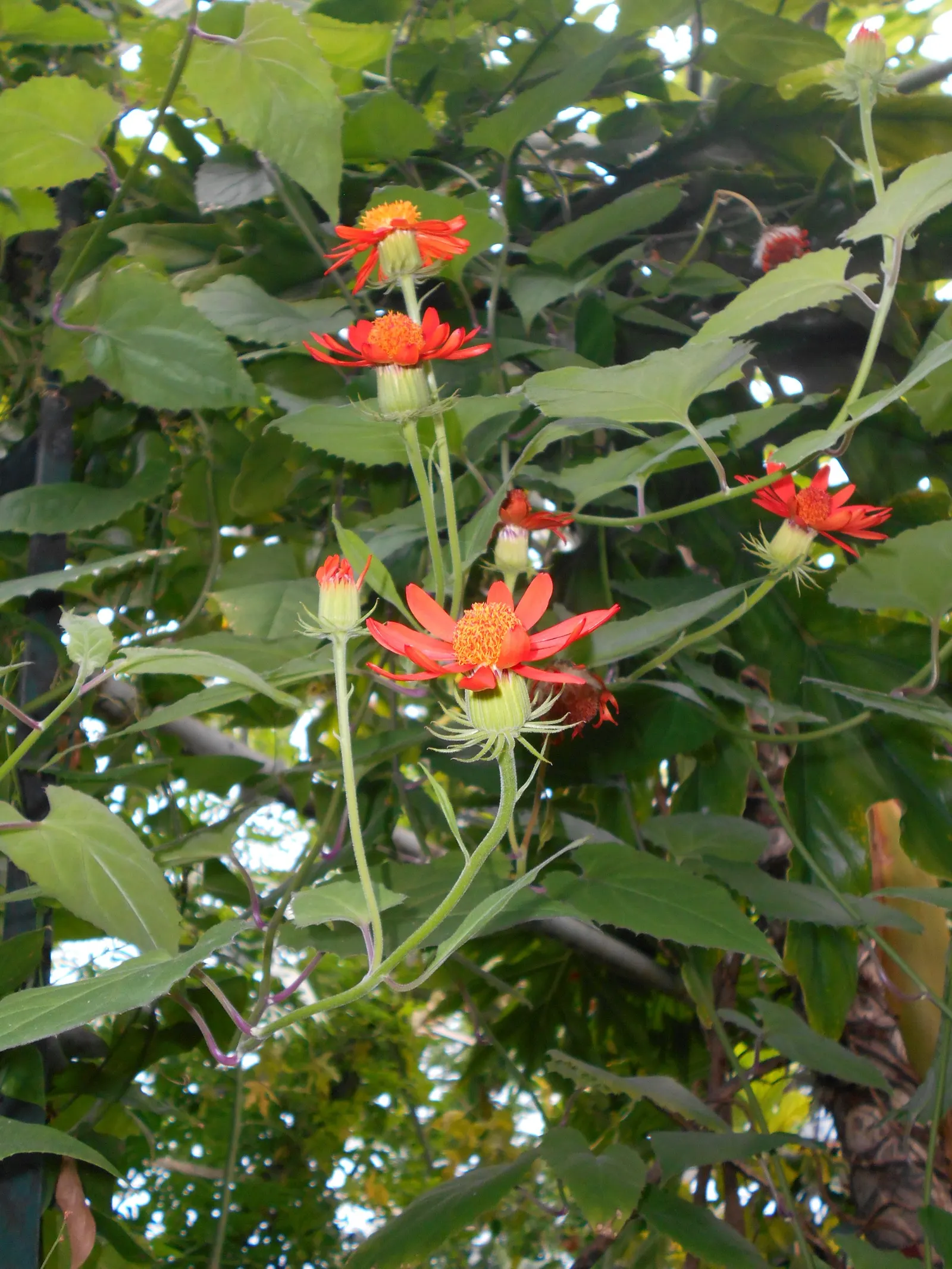 Flame Vine (Pyrostegia Venusta) — The Flame Vine (Pyrostegia venusta) is a stunning; it prefers well-drained soil with regular watering, image 54