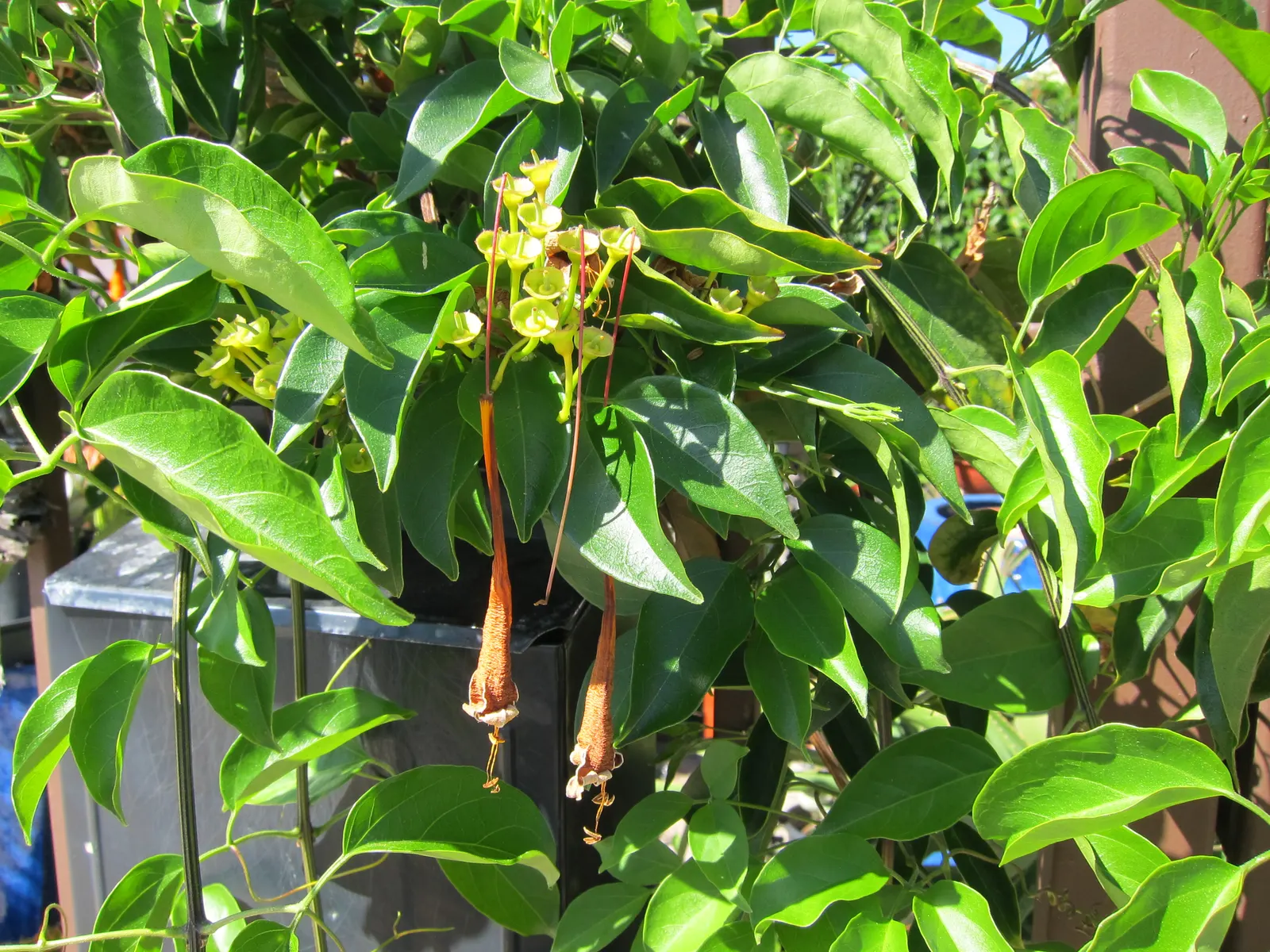 Flame Vine (Pyrostegia Venusta) — though it is drought-tolerant once established