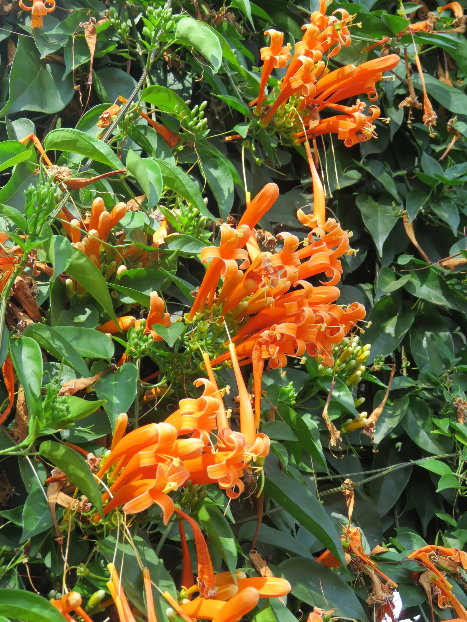 Flame Vine (Pyrostegia Venusta) — vibrant climber that provides a burst of brilliant color to any landscape design; orange flowers in the garden, image 55