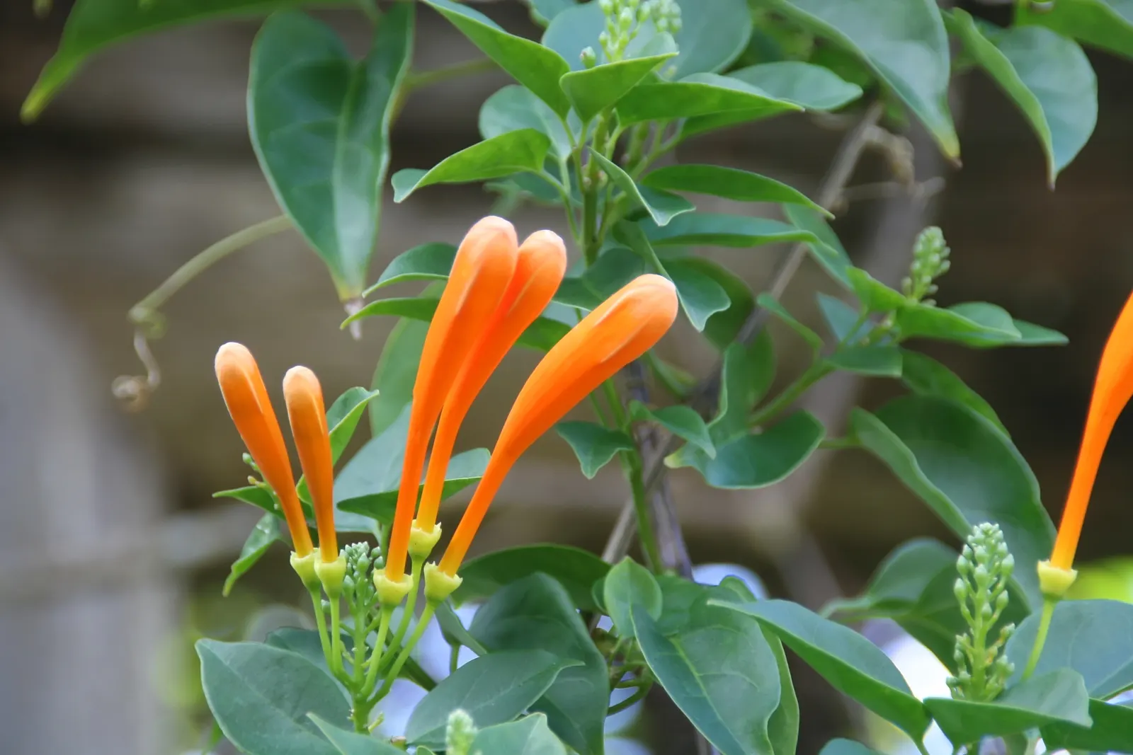Flame Vine (Pyrostegia Venusta) — adding vibrant warmth to any landscape; especially from late fall to early spring, image 101