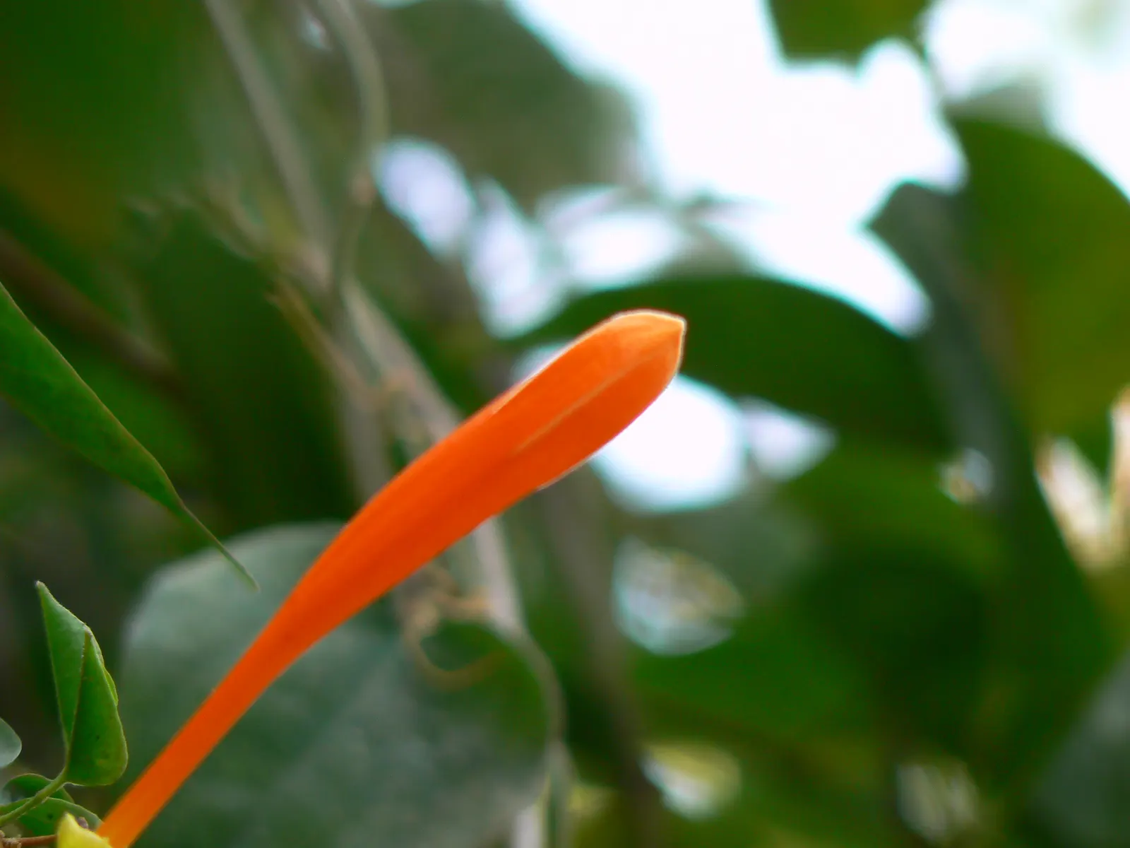 Flame Vine (Pyrostegia Venusta) — Thriving in USDA zones 9-11, it reaches up to 20ft in height and spreads 6-10ft; its fast-growing nature makes it, image 73