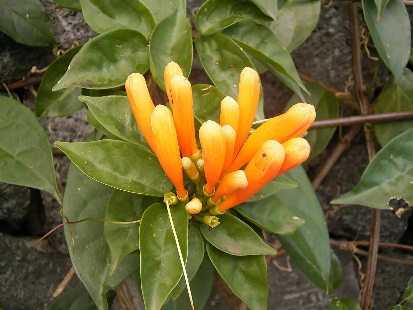 Flame Vine (Pyrostegia Venusta) — especially from late fall to early spring; adding vibrant warmth to any landscape, image 104