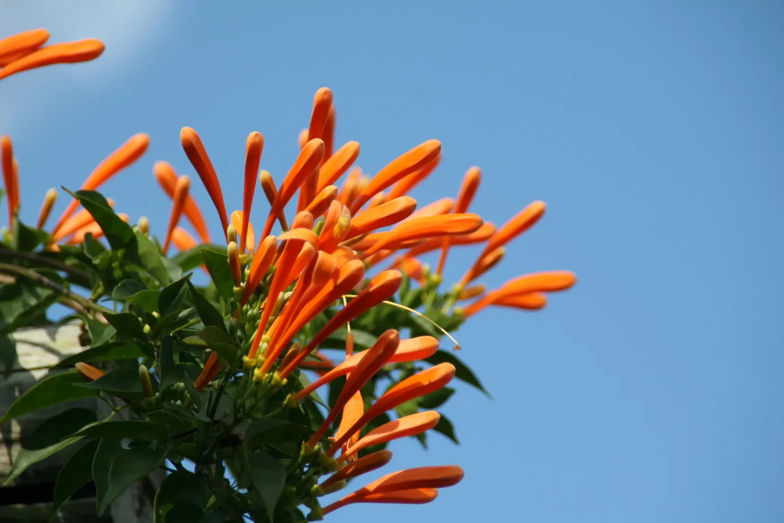 Flame Vine (Pyrostegia Venusta) — especially from late fall to early spring; adding vibrant warmth to any landscape