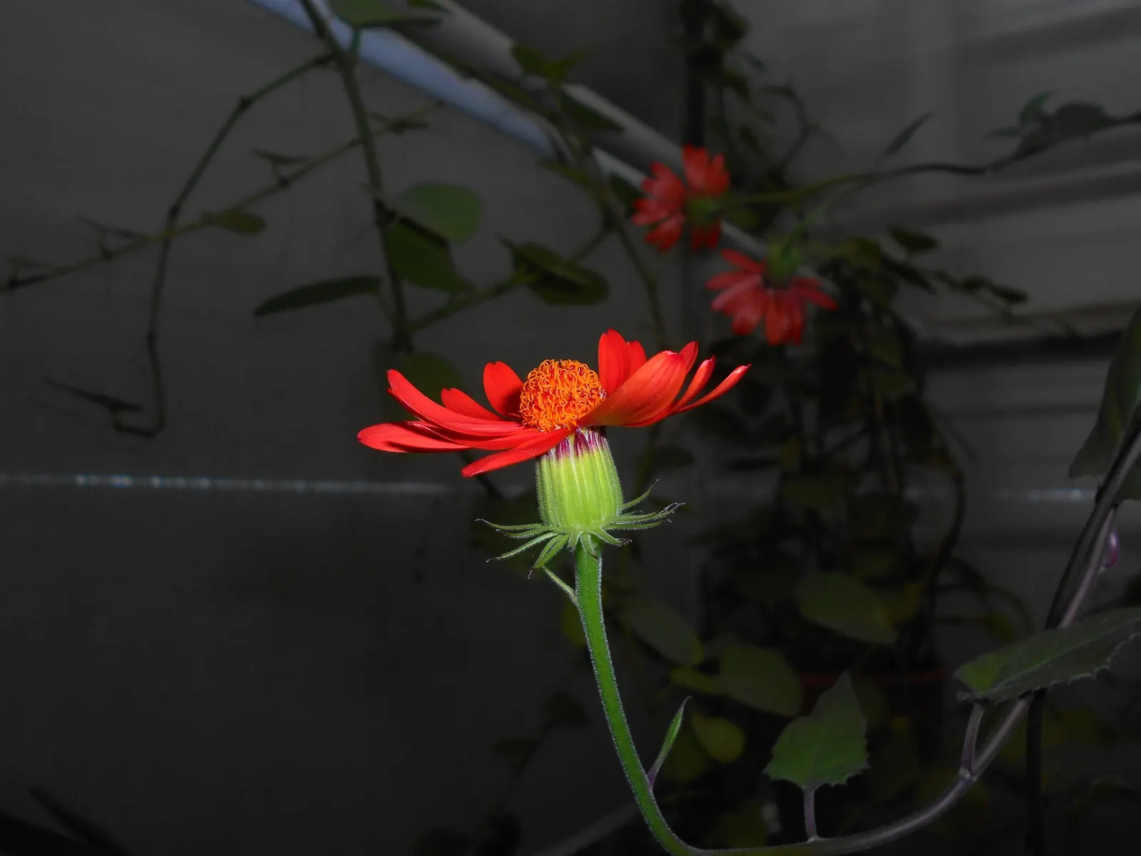 Flame Vine (Pyrostegia Venusta) — such as pergolas or fences; full sun exposure encourages optimal blooming