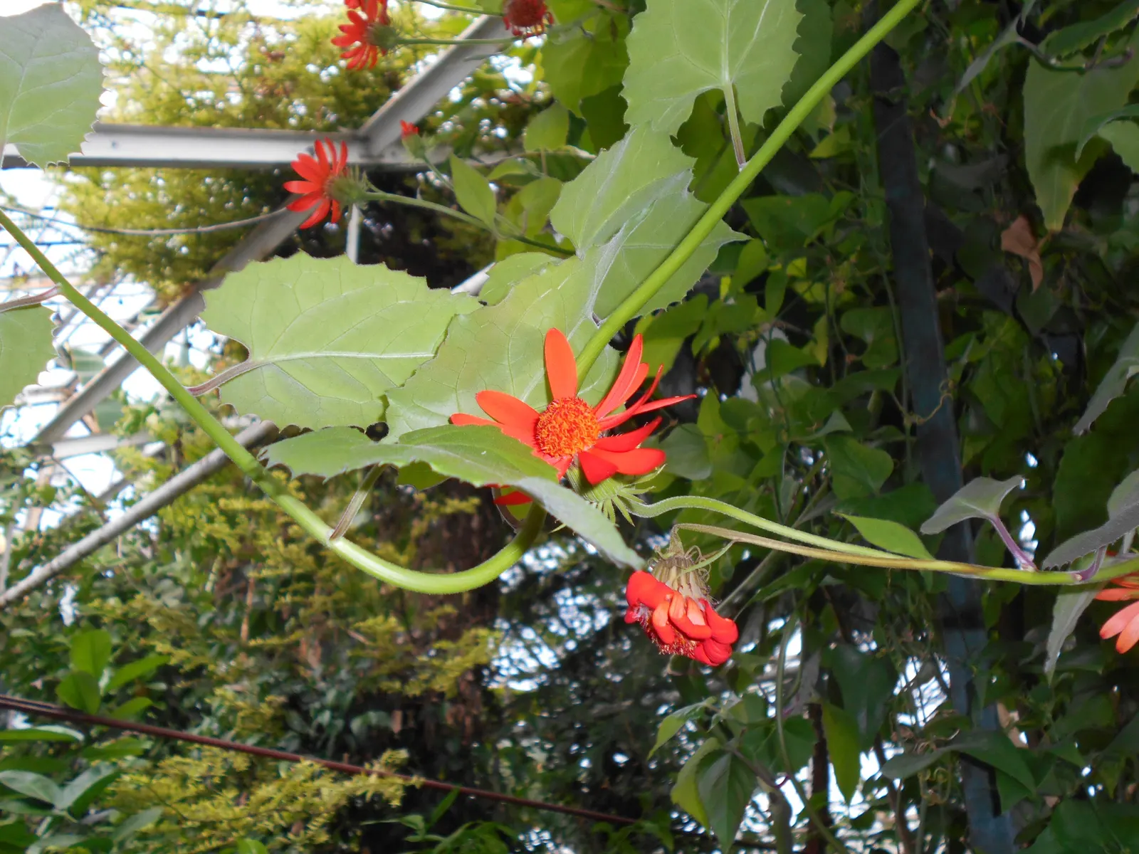 Flame Vine (Pyrostegia Venusta) — particularly during dry periods; flame Vine thrives in USDA hardiness zones 9b through 11.<br><br>Aside from its, image 88