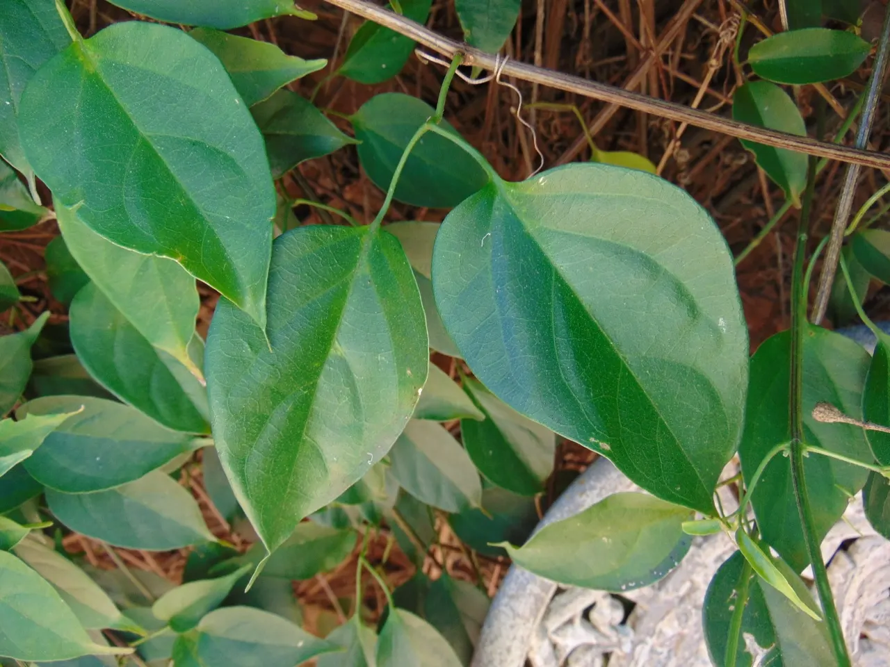 Flame Vine (Pyrostegia Venusta) — orange flowers in the garden