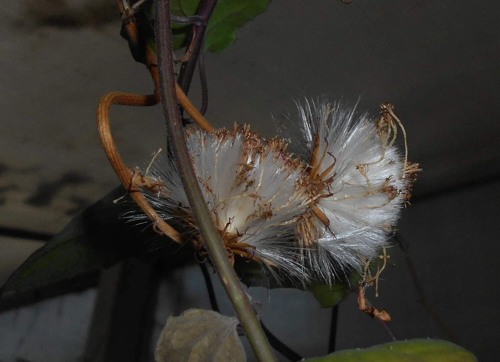 Flame Vine (Pyrostegia Venusta) — all with minimal care requirements once settled into its environment; vine for full or half, image 117