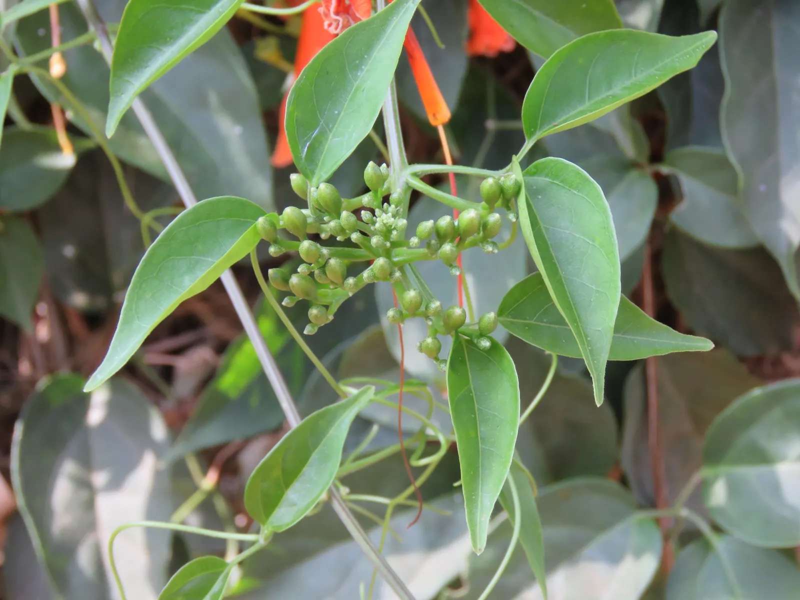 Flame Vine (Pyrostegia Venusta) — particularly during dry periods; flame Vine thrives in USDA hardiness zones 9b through 11.<br><br>Aside from its, image 112
