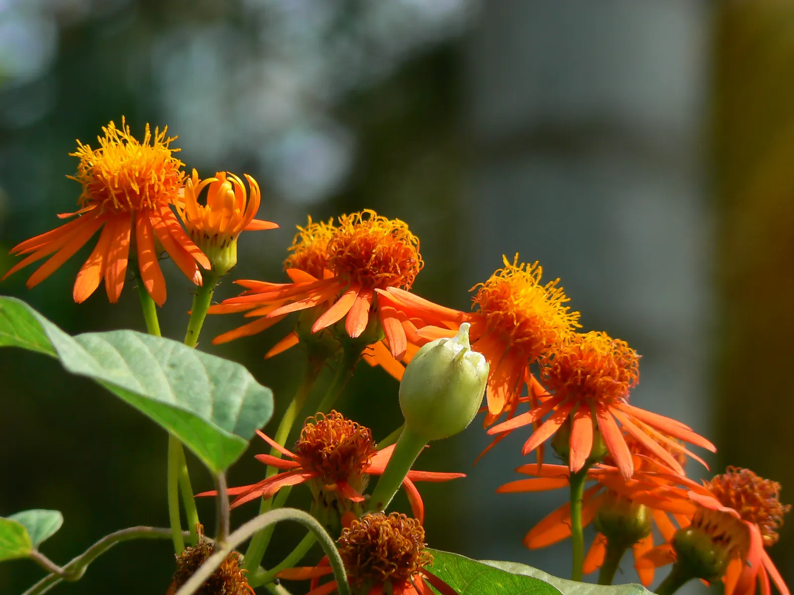 Flame Vine (Pyrostegia Venusta) — as it can reach lengths of up to 40 feet when mature; creating a warm tropical effect even in temperate, image 60