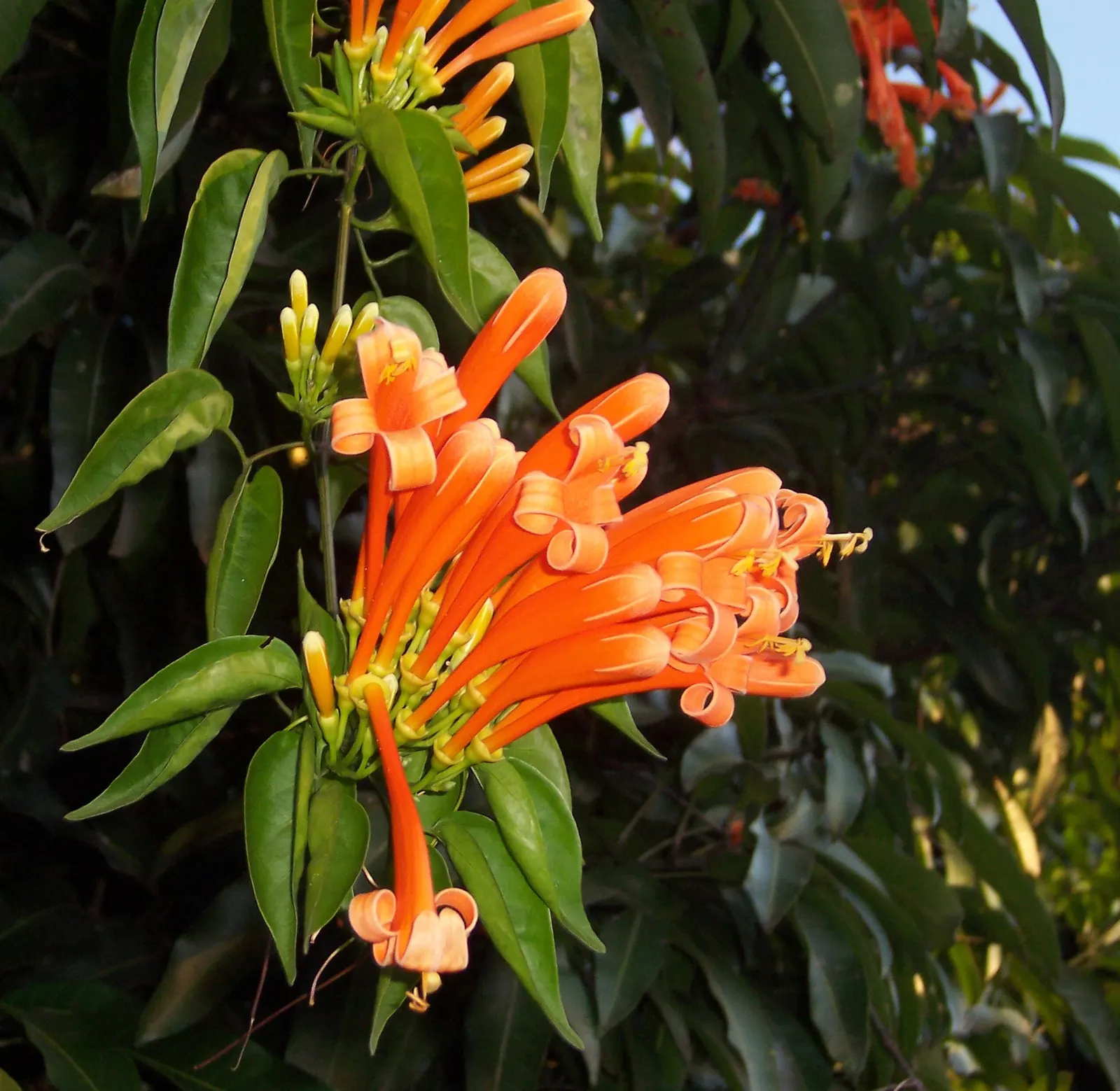Flame Vine (Pyrostegia Venusta) — the Flame Vine is relatively low-maintenance; vine with orange blooms, image 134