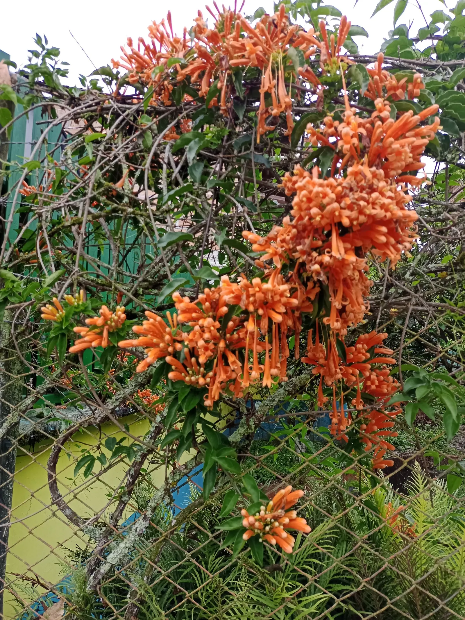 Flame Vine (Pyrostegia Venusta) — vibrant climber that provides a burst of brilliant color to any landscape design; orange flowers in the garden, image 103