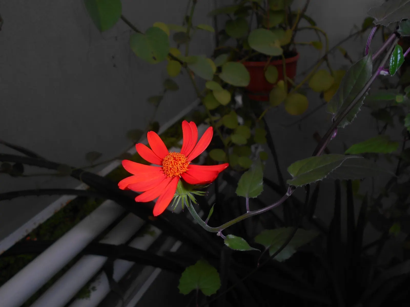 Flame Vine (Pyrostegia Venusta) — Pruning after the blooming season can control growth and promote health