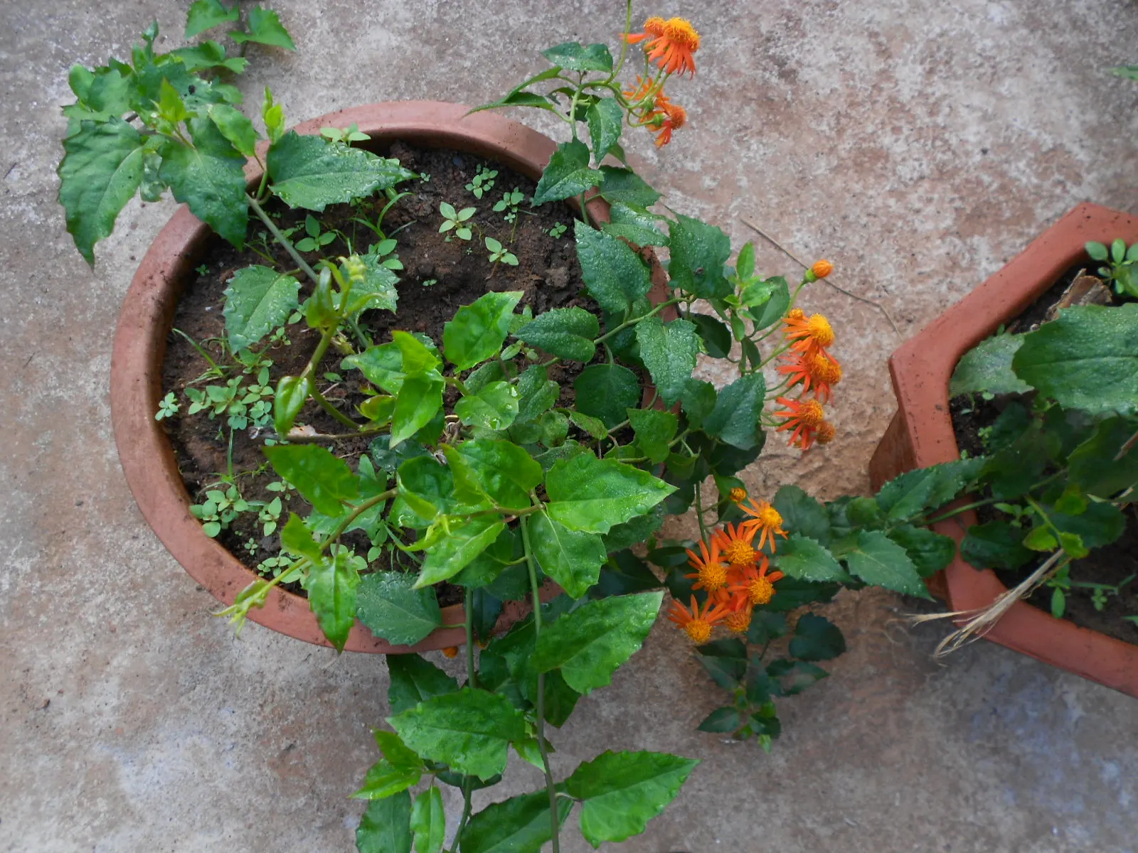 Flame Vine (Pyrostegia Venusta) — Pruning after the blooming season can control growth and promote health; this vine prefers well-drained soil and, image 90