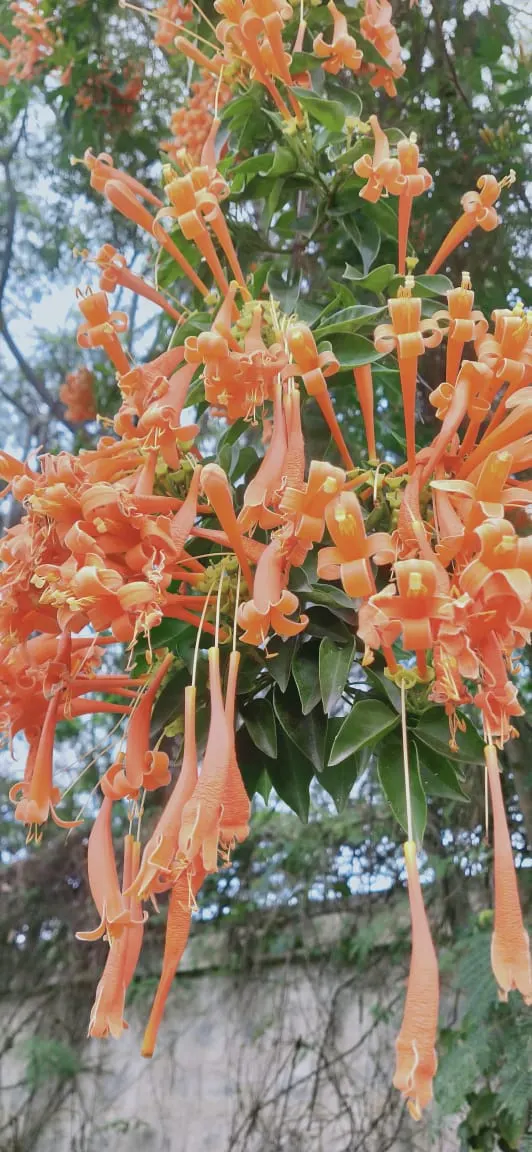 Flame Vine (Pyrostegia Venusta) — vine for full or half; all with minimal care requirements once settled into its environment