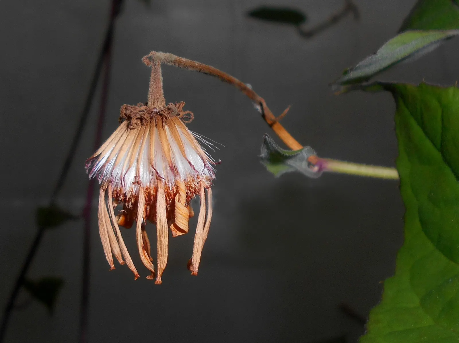 Flame Vine (Pyrostegia Venusta) — the Flame Vine is relatively low-maintenance; vine with orange blooms, image 86
