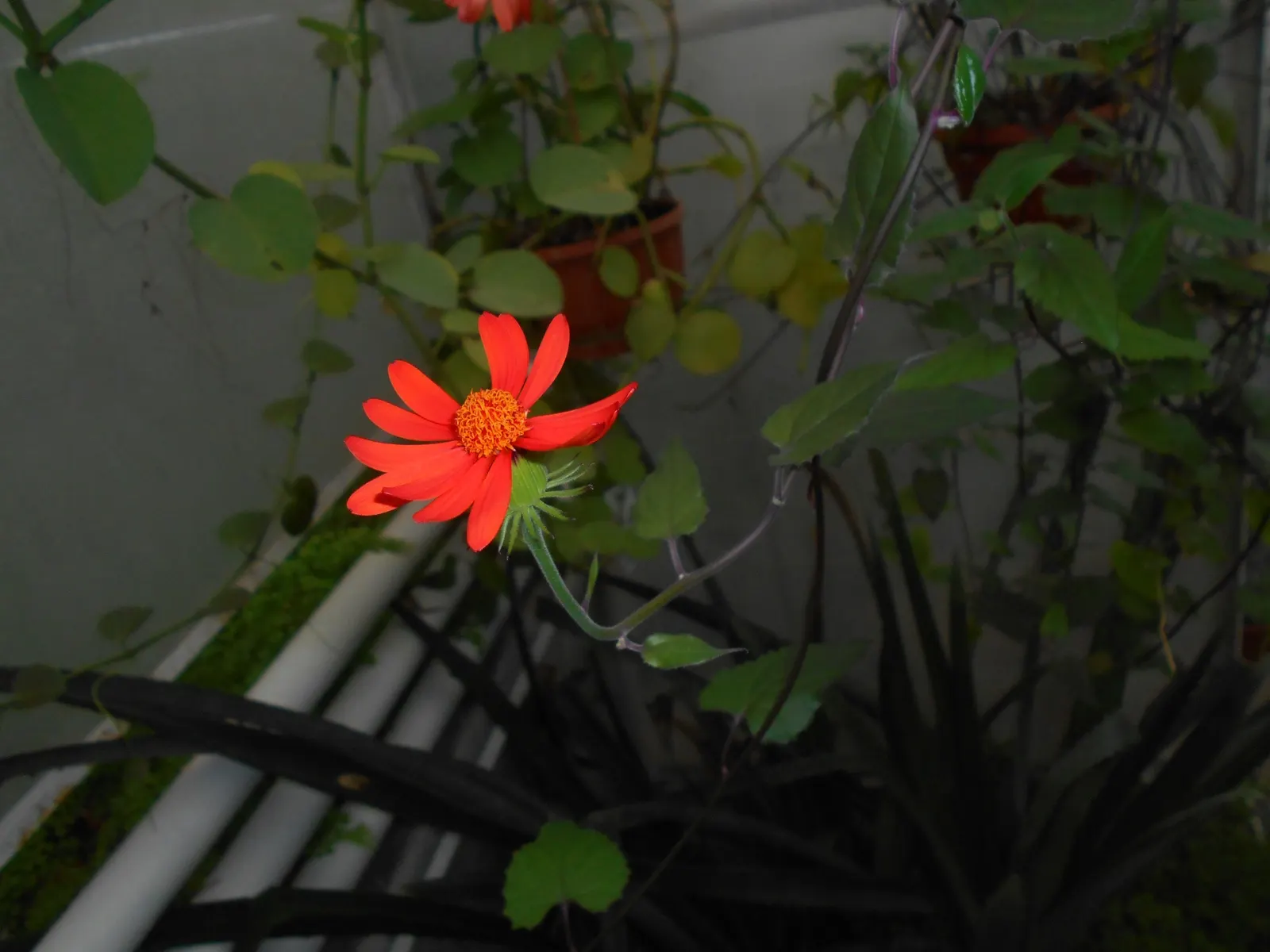 Flame Vine (Pyrostegia Venusta) — The Flame Vine (Pyrostegia venusta) is a stunning; it prefers well-drained soil with regular watering, image 126