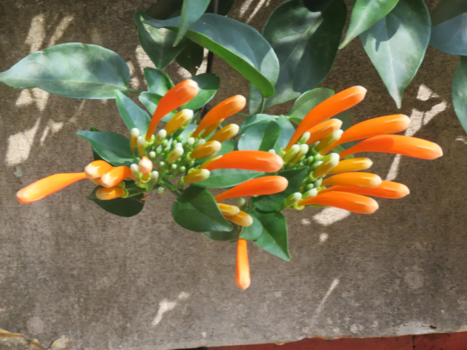 Flame Vine (Pyrostegia Venusta) — creating a warm tropical effect even in temperate gardens.<br><br>For clients seeking a show-stopping display; as, image 153
