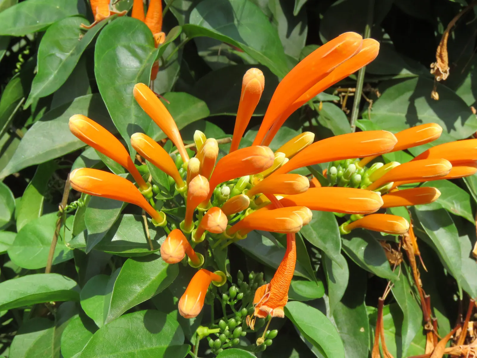 Flame Vine (Pyrostegia Venusta) — vine with orange blooms; the Flame Vine is relatively low-maintenance, image 119