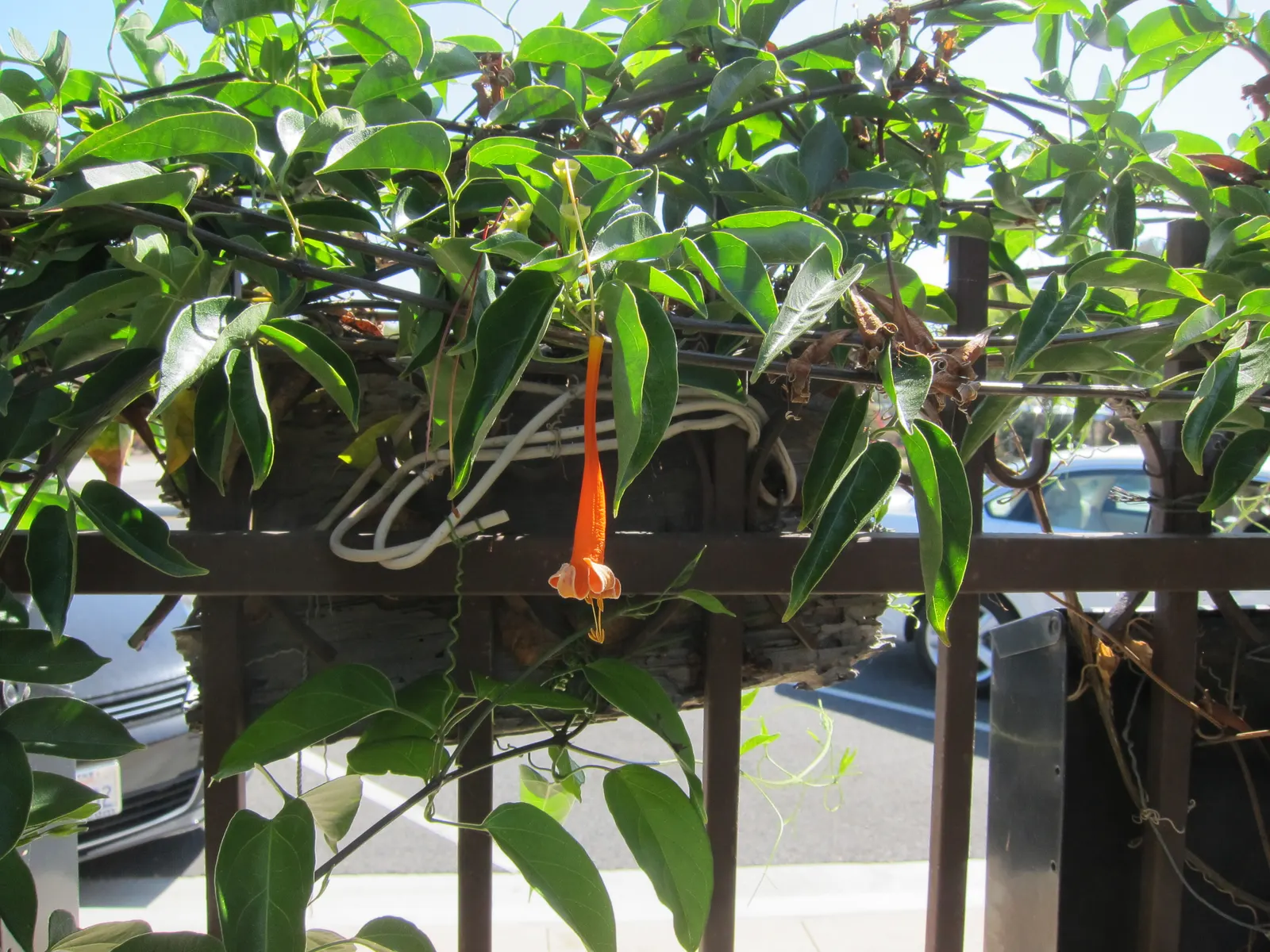 Flame Vine (Pyrostegia Venusta) — It prefers well-drained soil with regular watering; the Flame Vine (Pyrostegia venusta) is a stunning, image 87