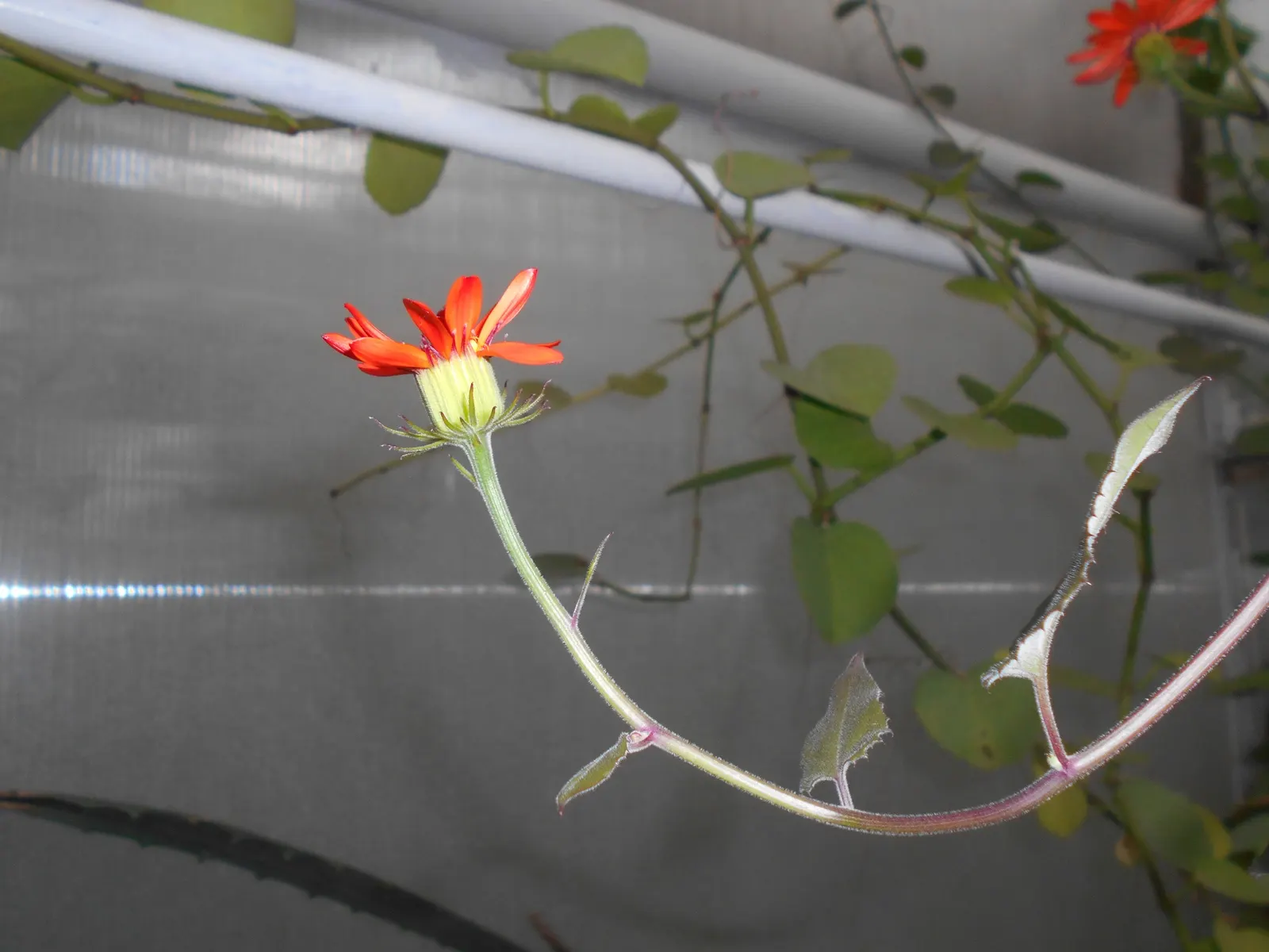 Flame Vine (Pyrostegia Venusta) — Flame Vine thrives in USDA hardiness zones 9b through 11.<br><br>Aside from its aesthetic appeal; particularly, image 109