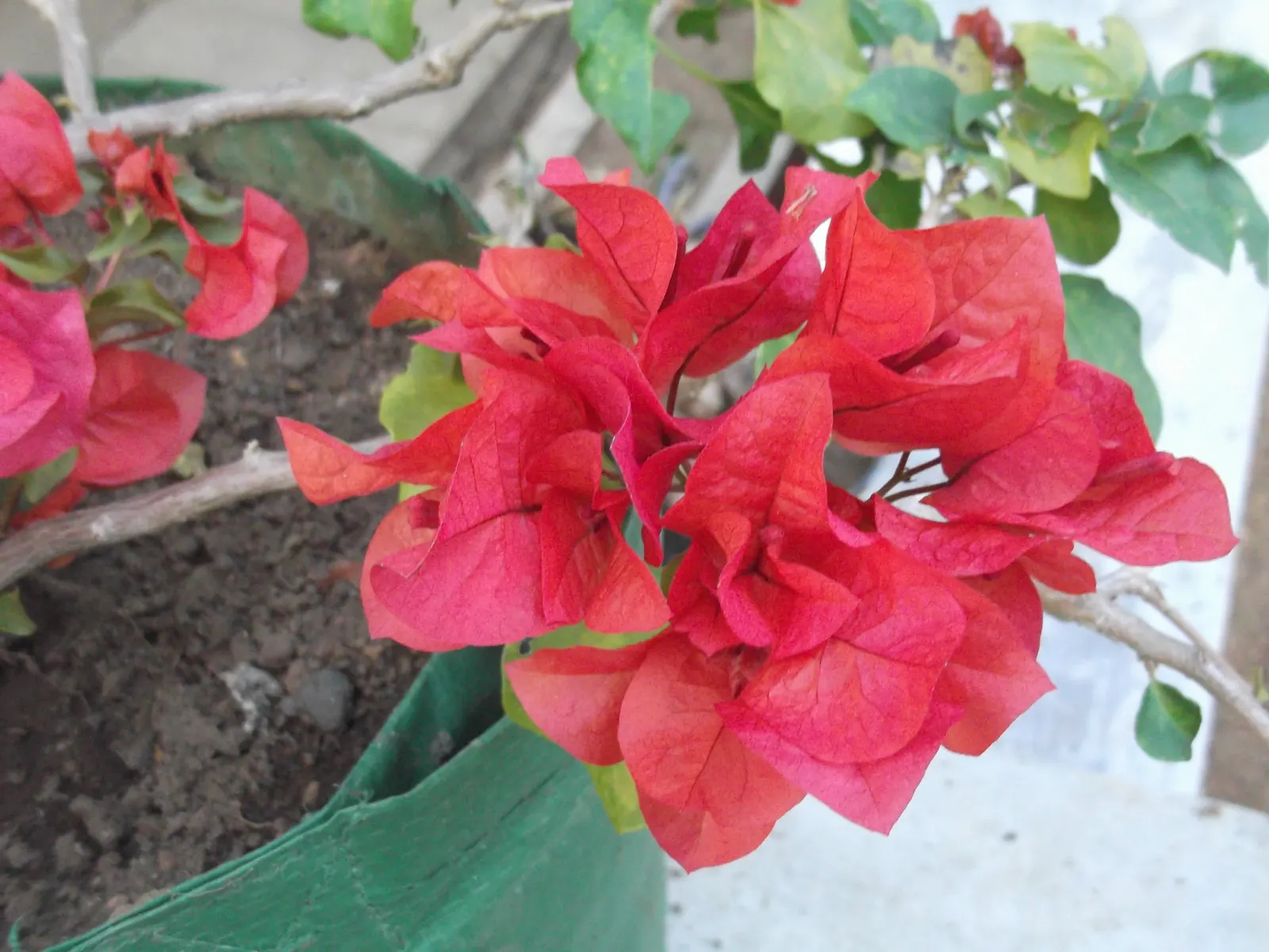 Flame Vine (Pyrostegia Venusta) — though it is drought-tolerant once established; as it's a favorite of hummingbirds and butterflies.<br><br>In summary