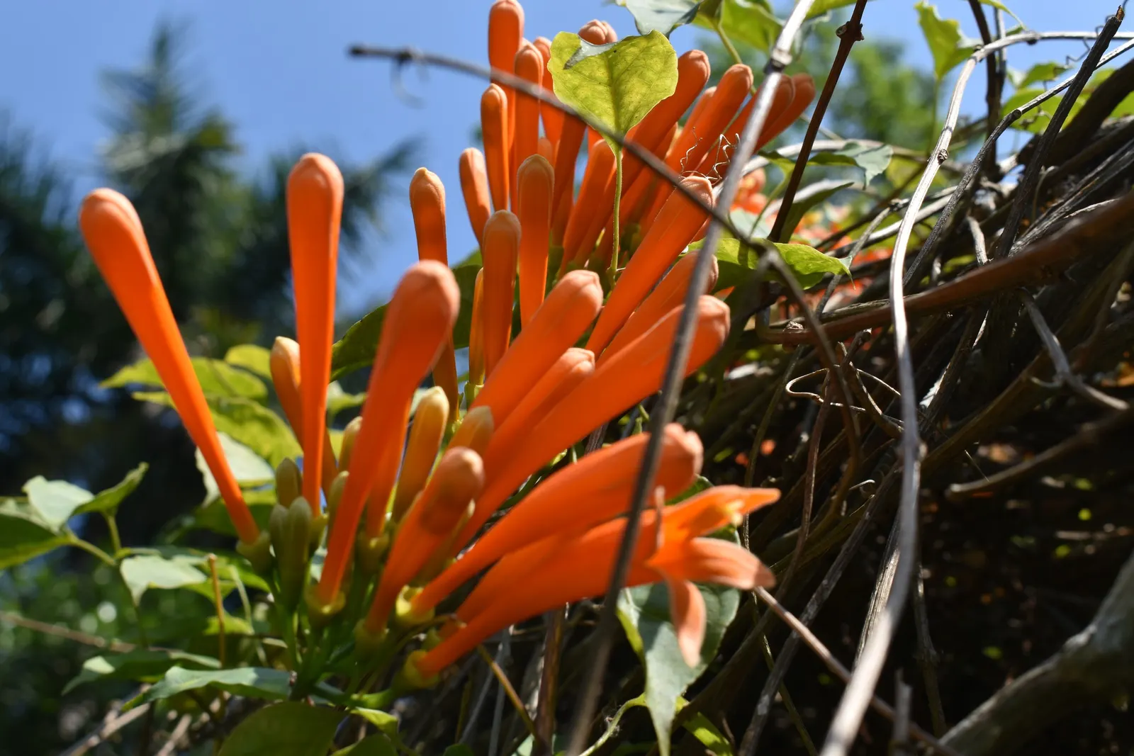 Flame Vine (Pyrostegia Venusta) — orange flowers in the garden; vibrant climber that provides a burst of brilliant color to any landscape design, image 118