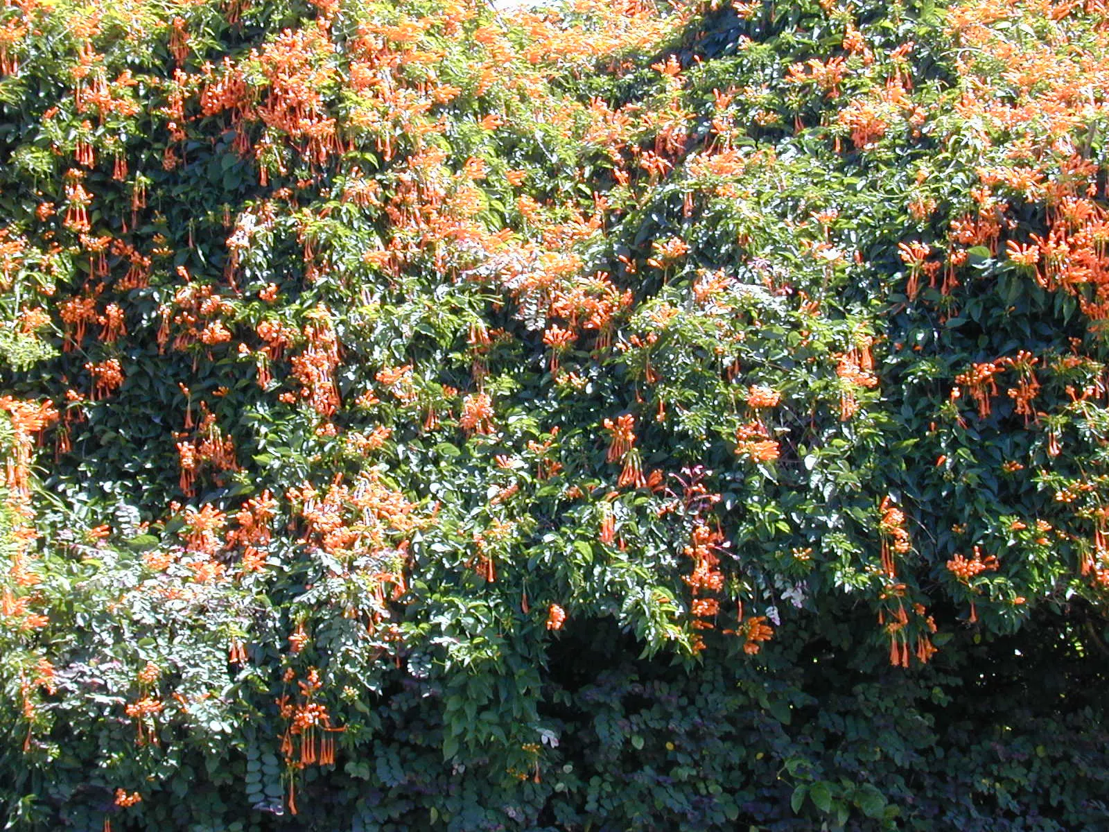 Flame Vine (Pyrostegia Venusta) — vine for full or half; all with minimal care requirements once settled into its environment, image 168