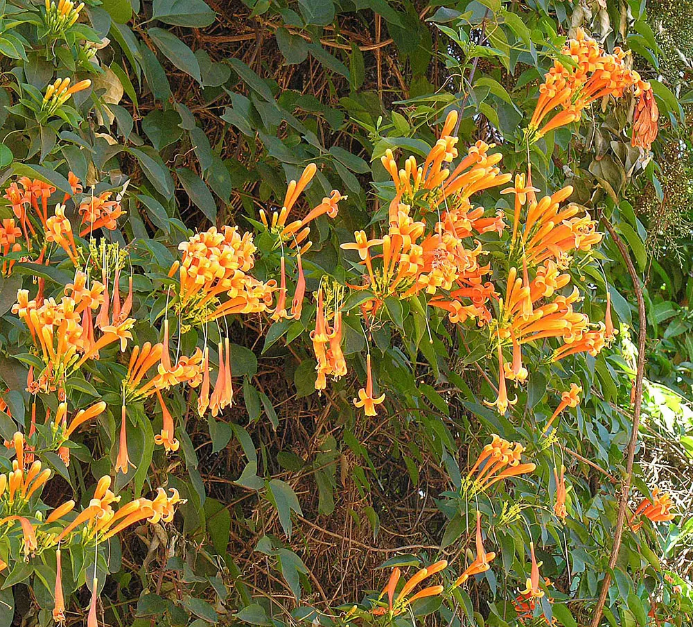 Flame Vine (Pyrostegia Venusta) — Full sun exposure encourages optimal blooming; such as pergolas or fences, image 122