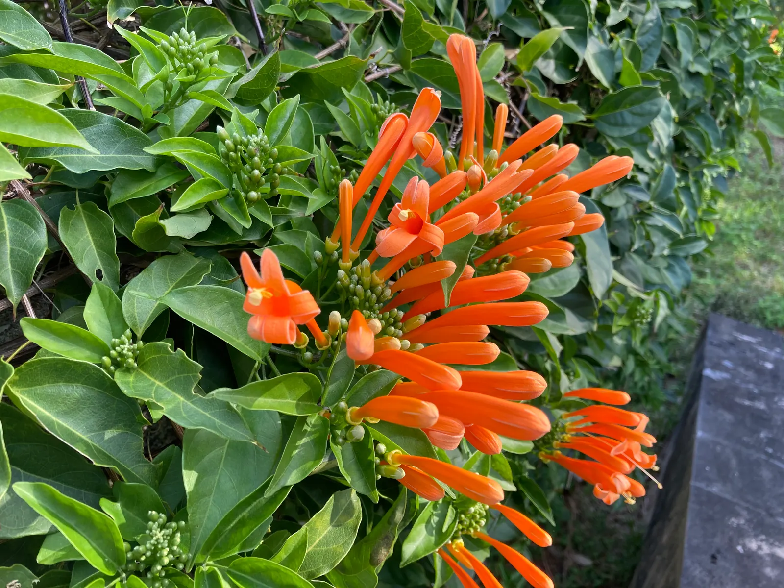Flame Vine (Pyrostegia Venusta) — such as pergolas or fences