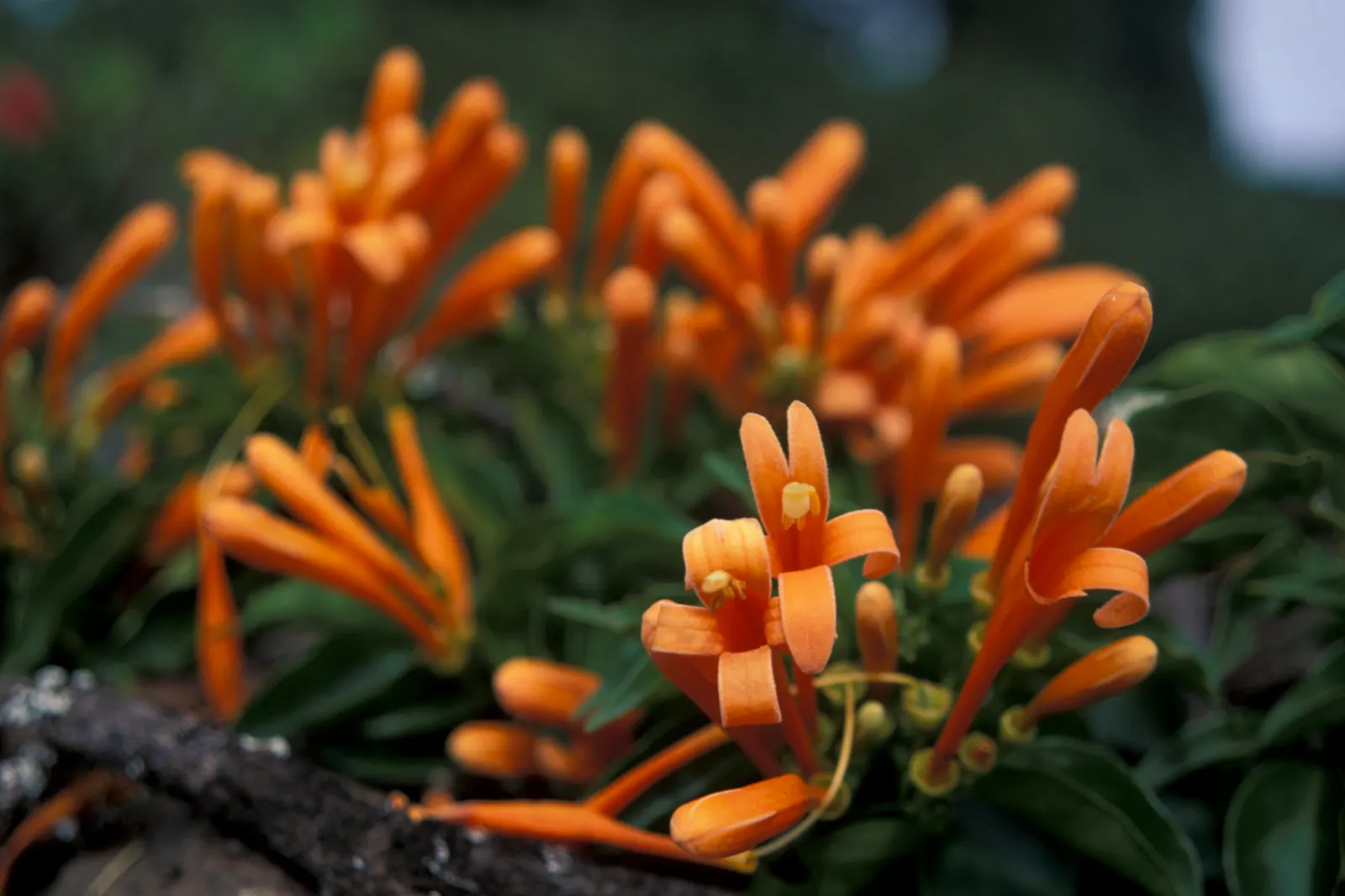 Flame Vine (Pyrostegia Venusta) — The Flame Vine (Pyrostegia venusta) is a stunning; it prefers well-drained soil with regular watering, image 150