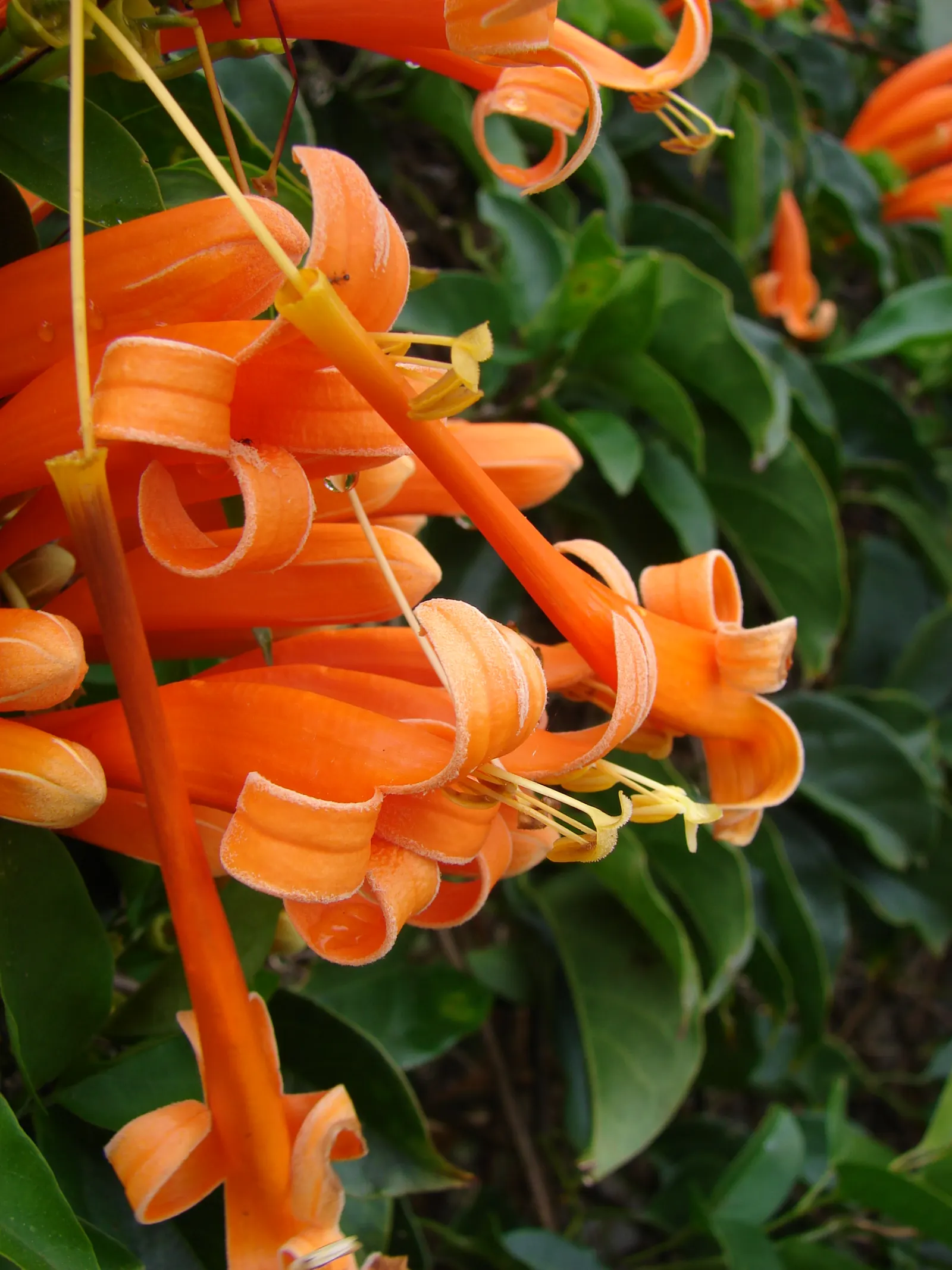 Flame Vine (Pyrostegia Venusta) — Its fast-growing nature makes it ideal for covering trellises; thriving in USDA zones 9-11, it reaches up to 20ft, image 100