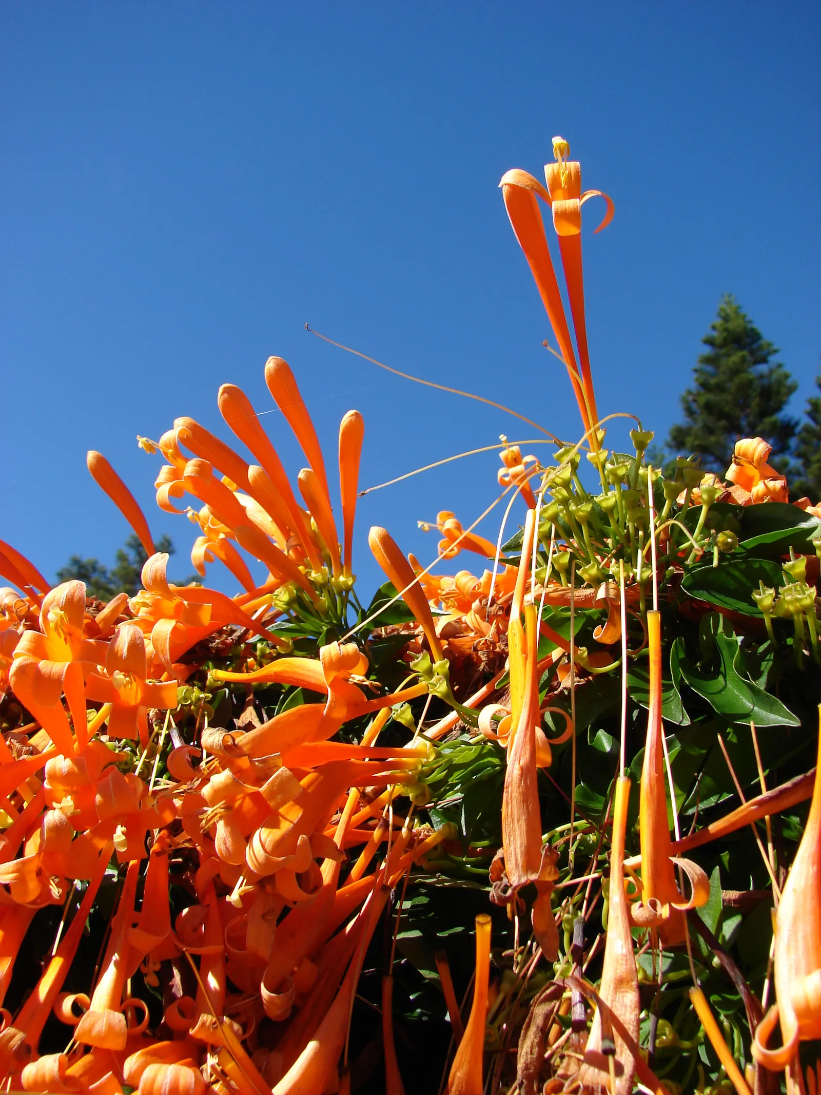 Flame Vine (Pyrostegia Venusta) — as it can reach lengths of up to 40 feet when mature; creating a warm tropical effect even in temperate, image 156